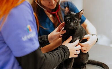 Veterinarios en Altzaga 3 Veterinario Hospital Veterinario Tartanga UNAVETS - Erandio