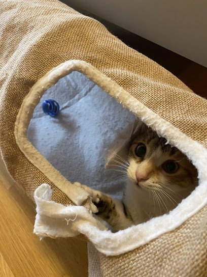 Veterinario La tienda de los animales / Consultorio Veterinario