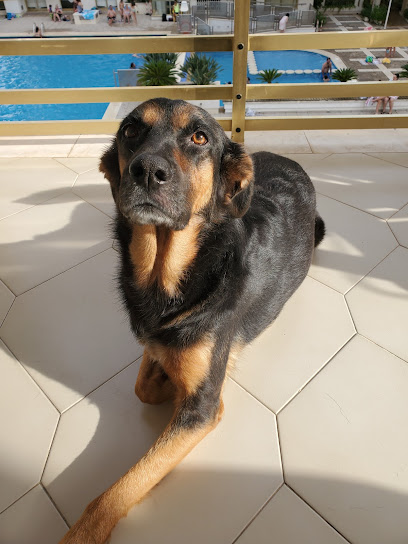 Veterinario Lavakan