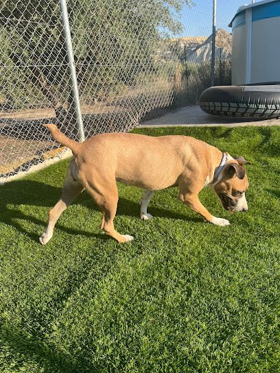 Veterinario Más Que Huellas