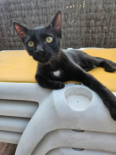 Veterinario Mima'l Vet