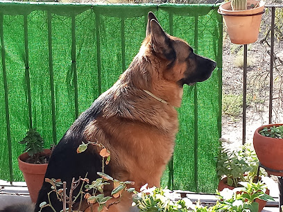 Veterinario Neovet's Clínica Veterinària