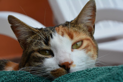 Pet Manía 1 Veterinario Pet Manía