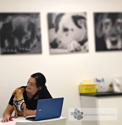 Pinetons Veterinaria 1 Veterinario Pinetons Veterinaria