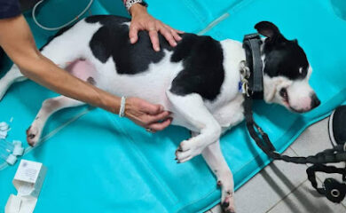 Veterinario Rehabilitación Veterinaria Tenerife