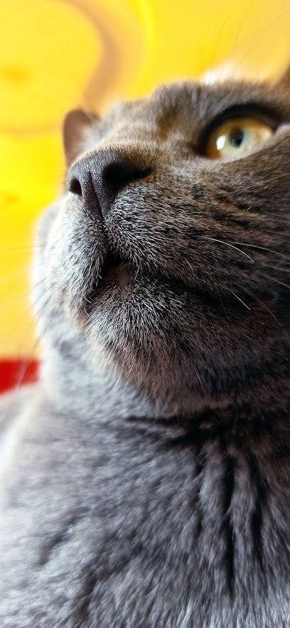 Veterinario Safracan