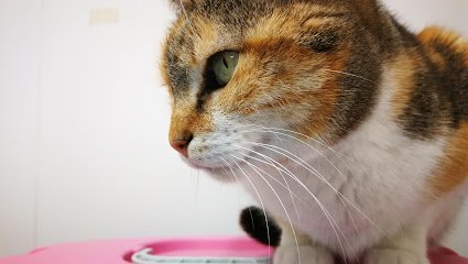 Veterinario San Roque Veterinarios