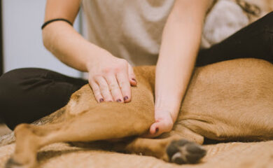 Veterinario VIBRA Veterinaria - Centro de Rehabilitación y Fisiatría