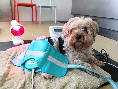 Veterinario Vet&Run Rehabilitación y Fisioterapia Veterinaria