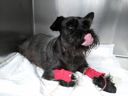 Veterinari Espalter 22 Slp - 24h Urgencias Pruellas 26 - Sitges 1 Veterinario Veterinari Espalter 22 Slp - 24h Urgencias Pruellas 26 - Sitges