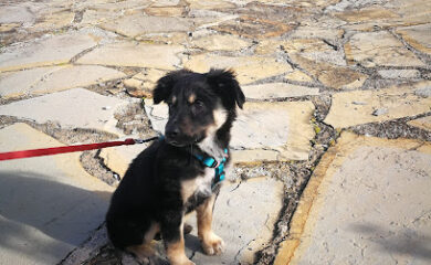 Veterinario Veterinaria Ganavic, S.L.