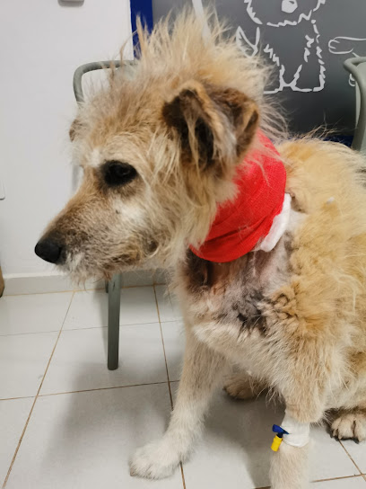 Veterinaria Tobys 1 Veterinario Veterinaria Tobys