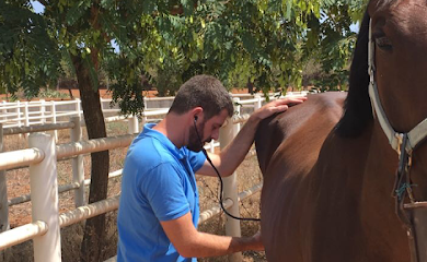 Veterinario Veterinario Equino Mallorca Arnau Arbona