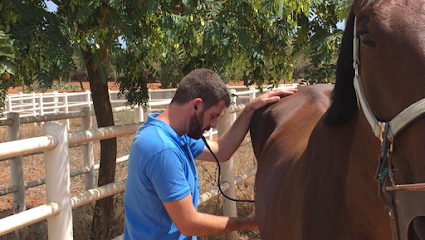 Veterinario Equino Mallorca Arnau Arbona 1 Veterinario Veterinario Equino Mallorca Arnau Arbona