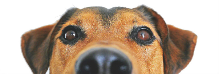 Veterinaris ADOPTA UN AMIC 1 Veterinario Veterinaris ADOPTA UN AMIC