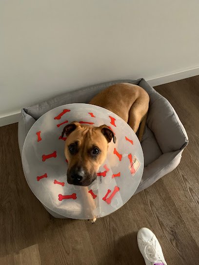 Veterinario Víctor Moratalla Trauma Vet