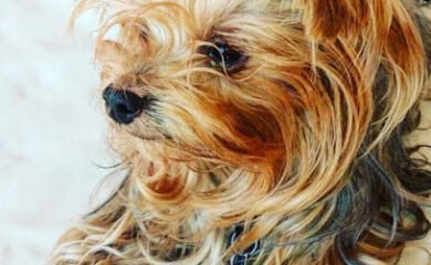 Veterinario clínica veterinària 1001