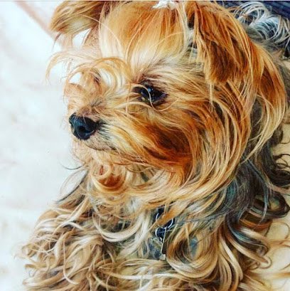 Veterinario clínica veterinària 1001