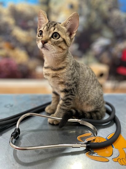 Veterinario clinica veterinaria animalvet