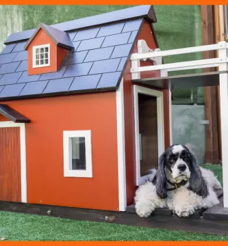 Las 10 mejores casas para perros del momento