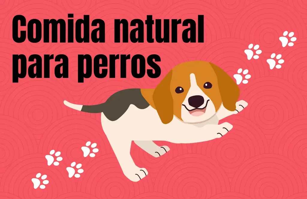 RECETA comida natural para perros
