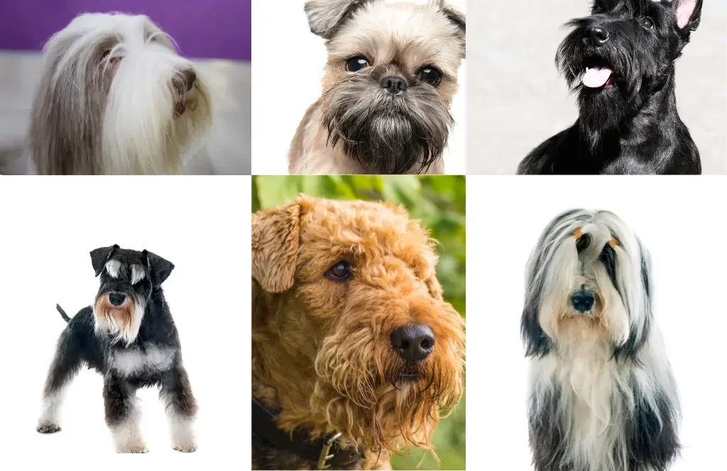 razas de perros con barba