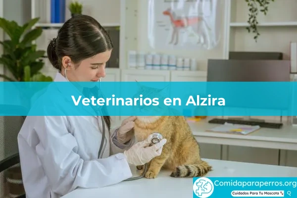 Veterinarios en Alzira