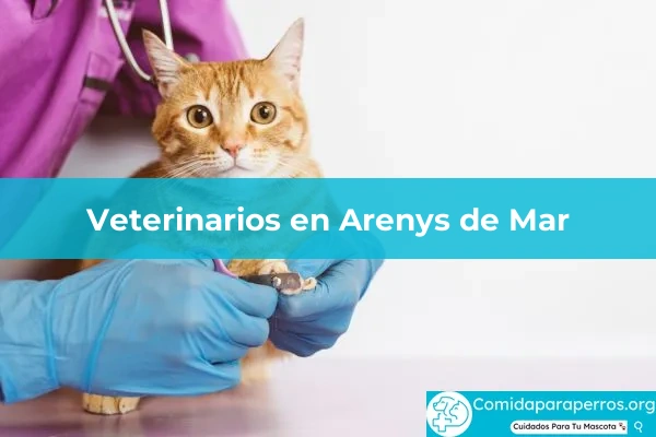 Veterinarios en Arenys de Mar