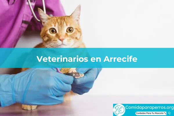 Veterinarios en Arrecife