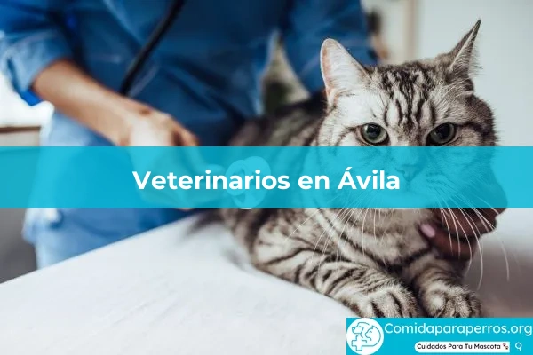 Veterinarios en Ávila