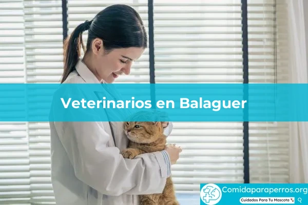 Veterinarios en Balaguer