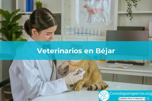 Veterinarios en Béjar