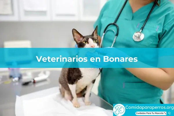 Veterinarios en Bonares