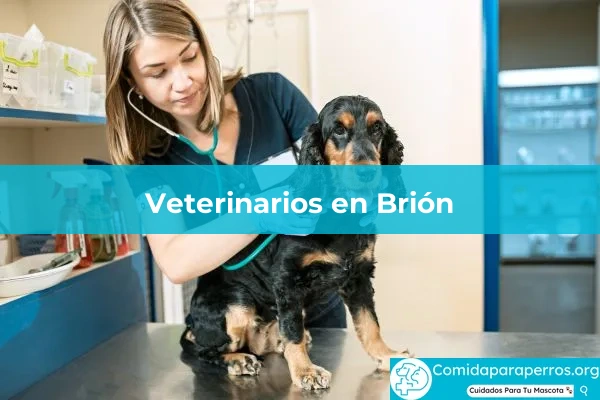 Veterinarios en Brión