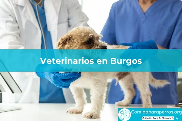 Veterinarios en Burgos