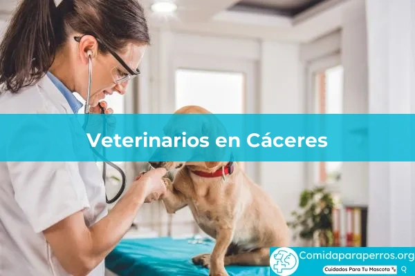 Veterinarios en Cáceres