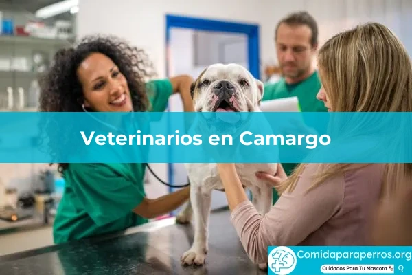 Veterinarios en Camargo