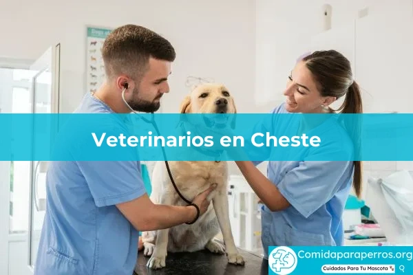 Veterinarios en Cheste