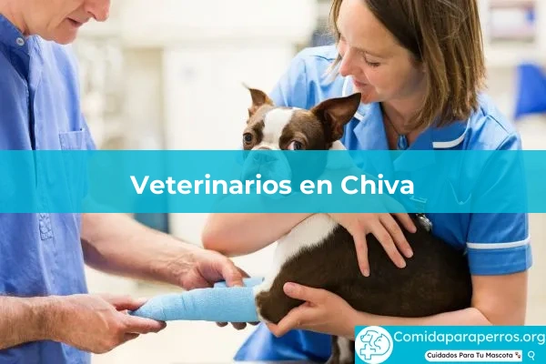 Veterinarios en Chiva