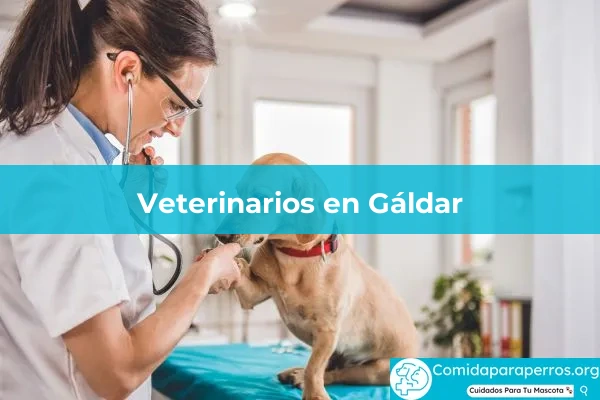 Veterinarios en Gáldar