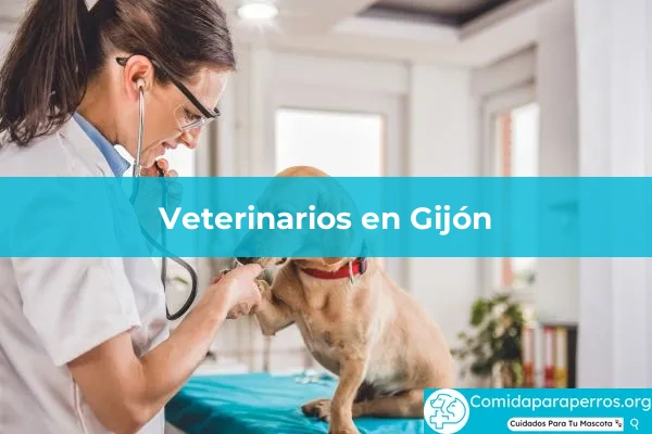 Veterinarios en Gijón