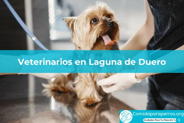 Veterinarios en Laguna de Duero