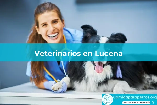 Veterinarios en Lucena