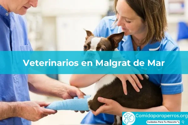 Veterinarios en Malgrat de Mar