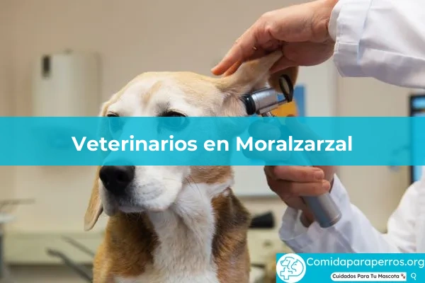 Veterinarios en Moralzarzal