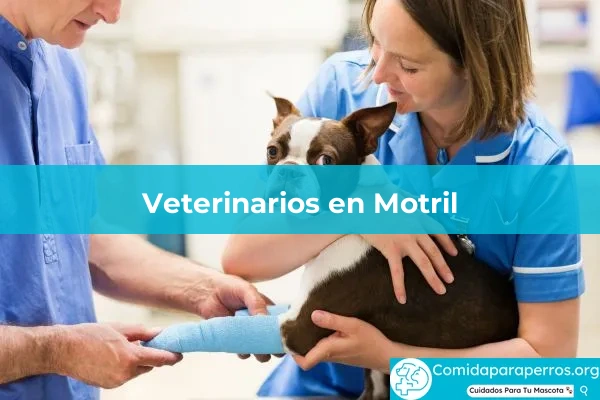 Veterinarios en Motril