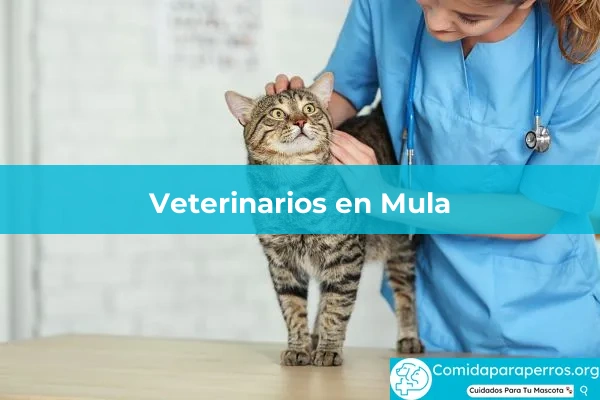 Veterinarios en Mula