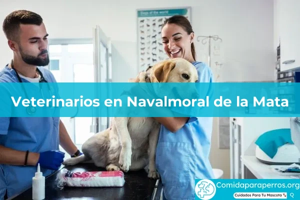 Veterinarios en Navalmoral de la Mata