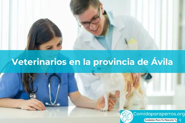 Veterinarios en provincia Ávila