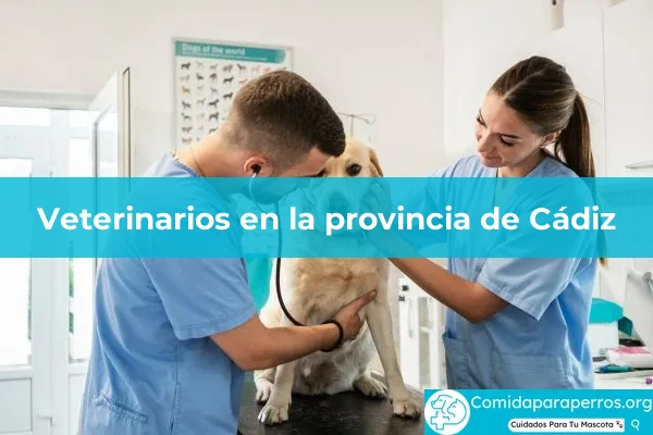 Veterinarios en provincia Cádiz